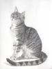 Graphite pencil portrait of a sitting grey tabby cat