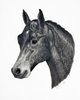 Graphite pencil portrait of a dark bay horse (head study)
