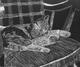 Portrait of Patches asleep on a rocking chair (scratchboard)